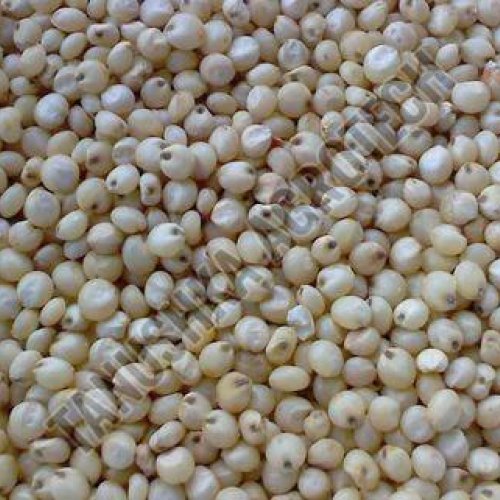 Sorghum Millet