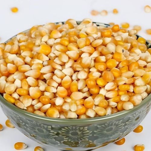 Maize Seeds