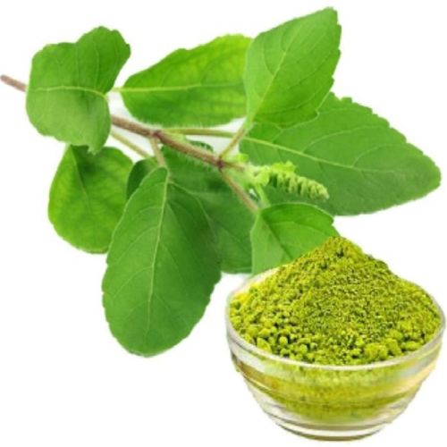 Dehydrated Tulsi Powder