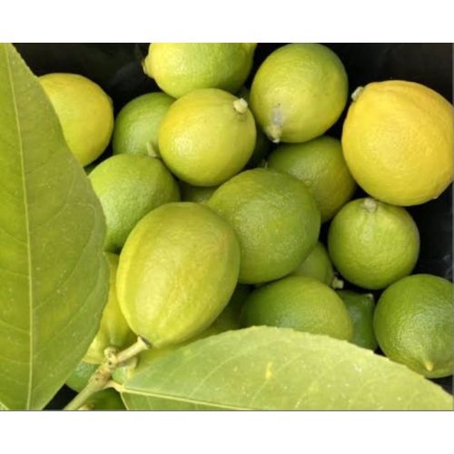 A Grade Fresh Lemon