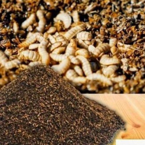 BSF Frass Organic Fertilizer