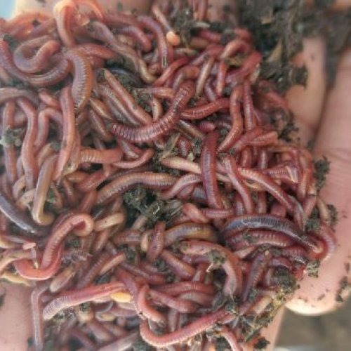 Live Earthworms
