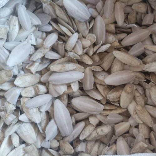 1-2 Inch Cuttlefish Bone