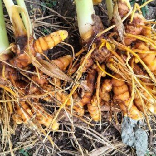 Fresh Turmeric Roots