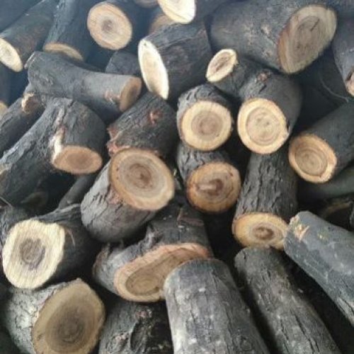 Babool Fire Wood Logs