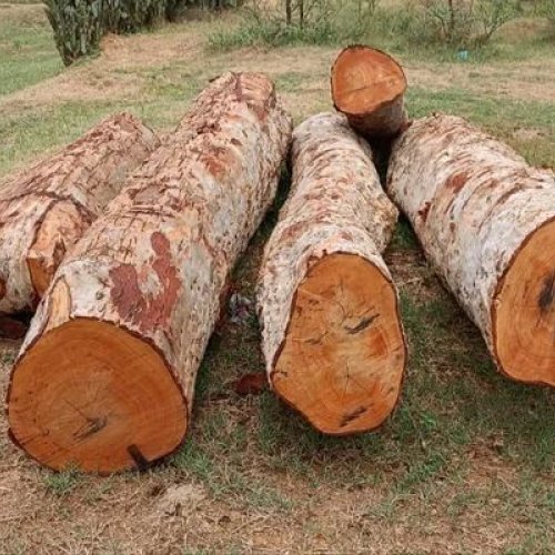 Brown Arjun Wood Logs