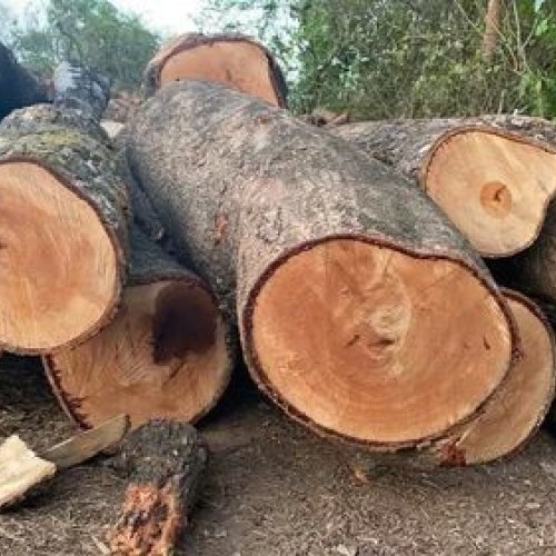 Brown Mango Wood Logs