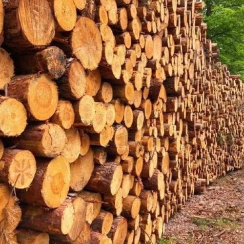 Brown Round Tamarind Wood Logs