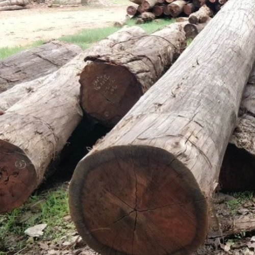 Dried Mango Wood Logs