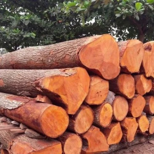 Eucalyptus Red Teak Wood Logs