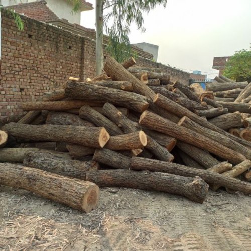 Natural Arjun Wood Logs