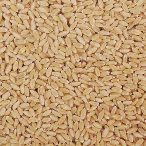 Lokwan Wheat