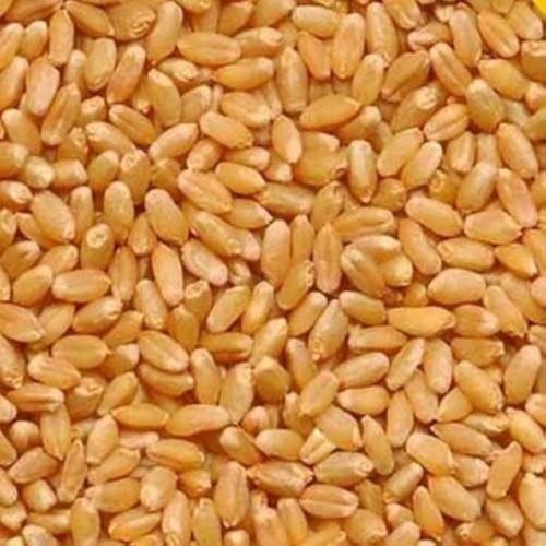 Sharbati Wheat