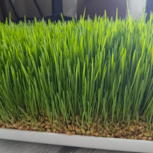 Natural Wheatgrass