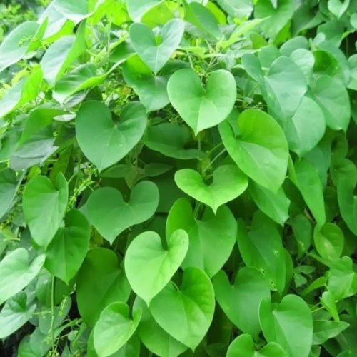 Immunity Boost Chewable Green Giloy Leaves