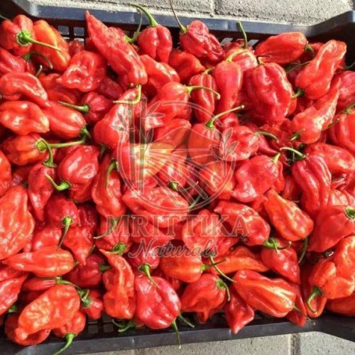 Fresh Naga King Chilli