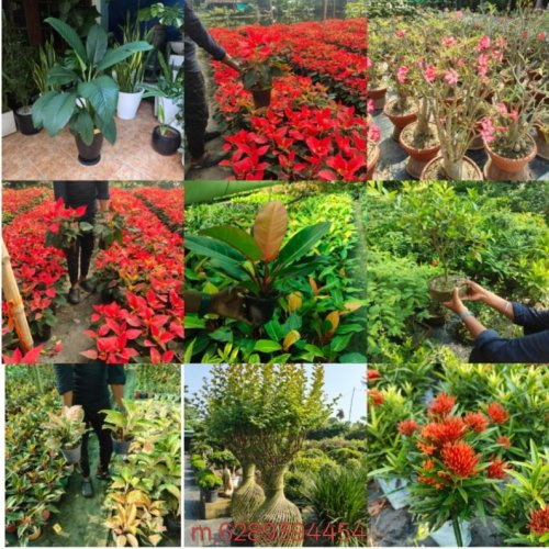 Christmas Tree Plant