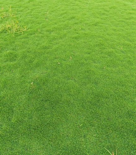Lawn Grass