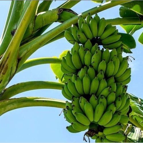 Banana G9 Plant
