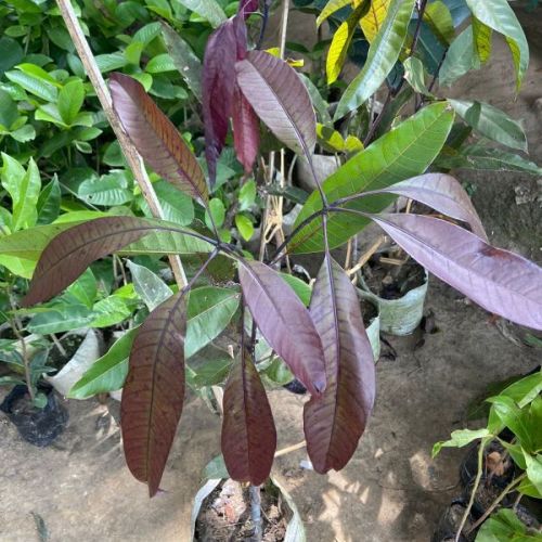 Black Mango Plant