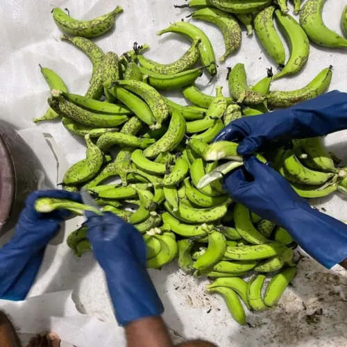 Raw Green Banana with Peel Powder