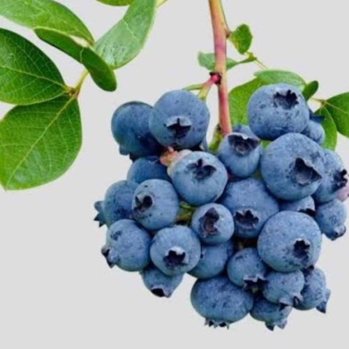 A Grade Fresh Blueberry