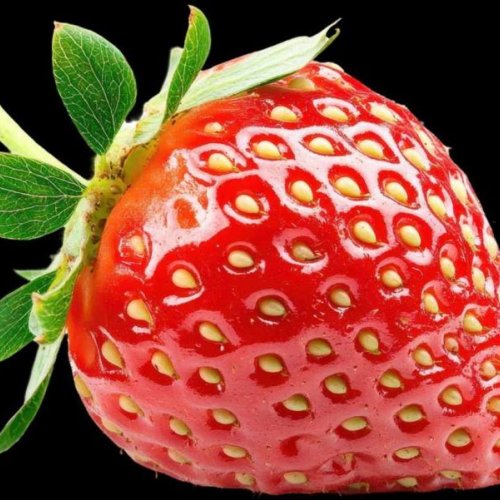 A Grade Fresh Strawberry