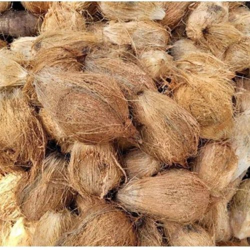 Solid A Grade Semi Husked Coconut