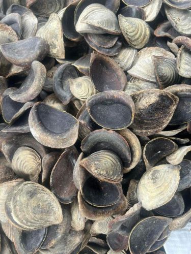 Brown Oynecha Shell