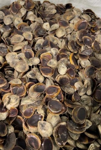 Brown Onycha Operculum Seashell