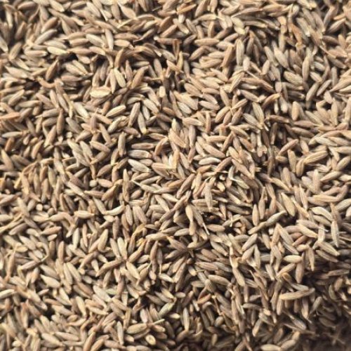 Singapore Cumin Seeds