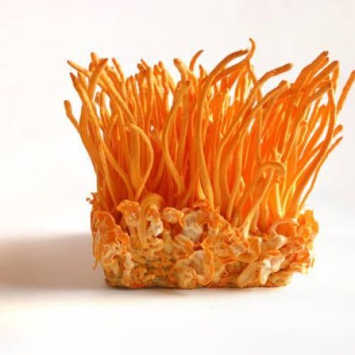 Cordyceps Mushroom
