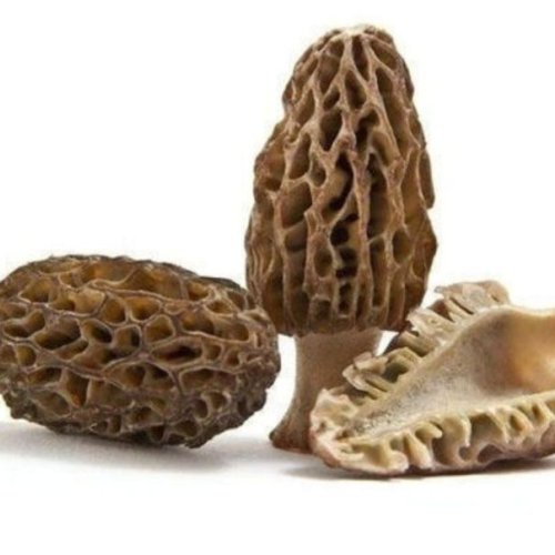 Morel Mushroom