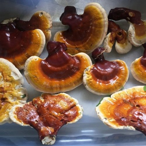Reishi Mushroom