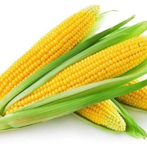 Fresh Sweet Corn