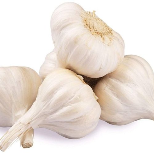 Fresh White Garlic Bulb