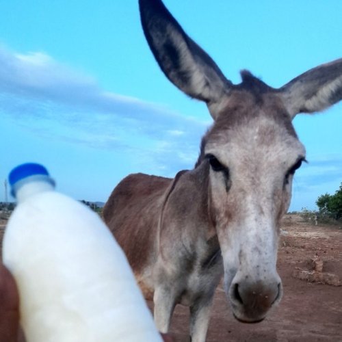 Premium Quality Donkey Milk