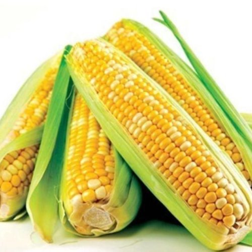 Sweet Corn