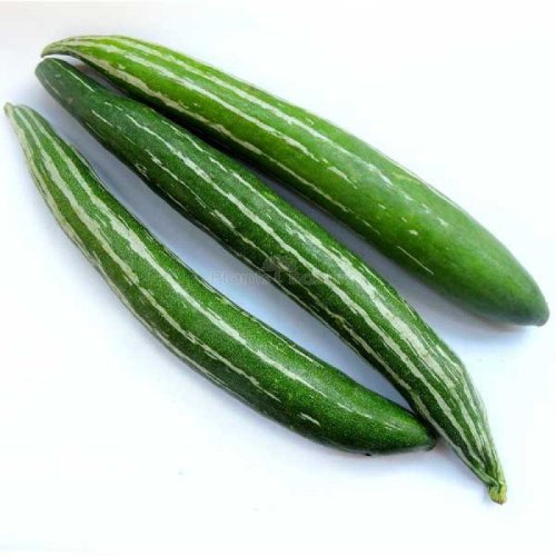 Fresh Snake Gourd