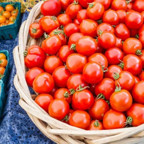 Fresh Red Tomato