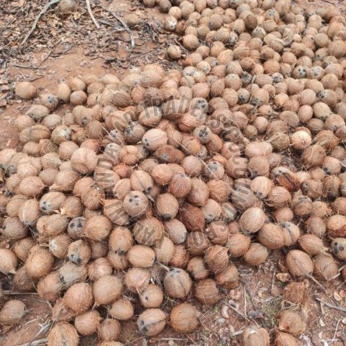 Semi Husked Brown Coconut