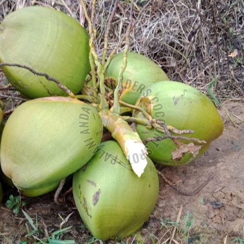 A Grade Green Tender Coconut