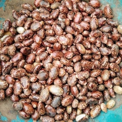 Castor Seeds