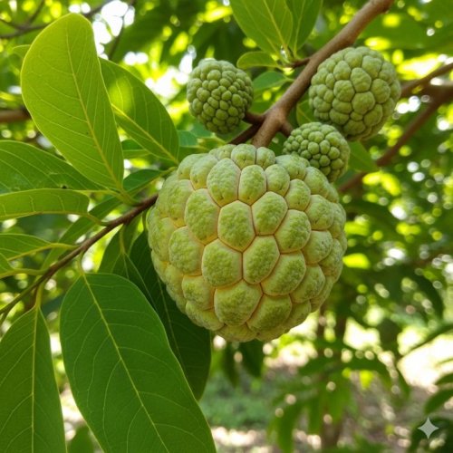 Fresh Custard Apple