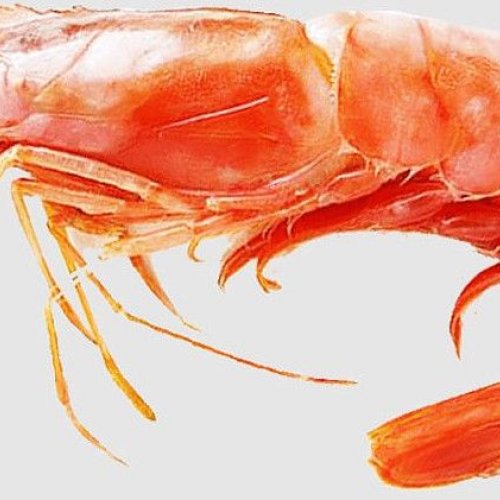 Jumbo Tiger Prawns Seafood