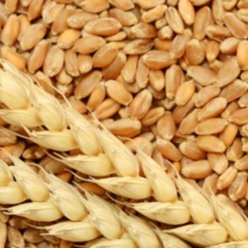 DBW 303 Wheat Seeds