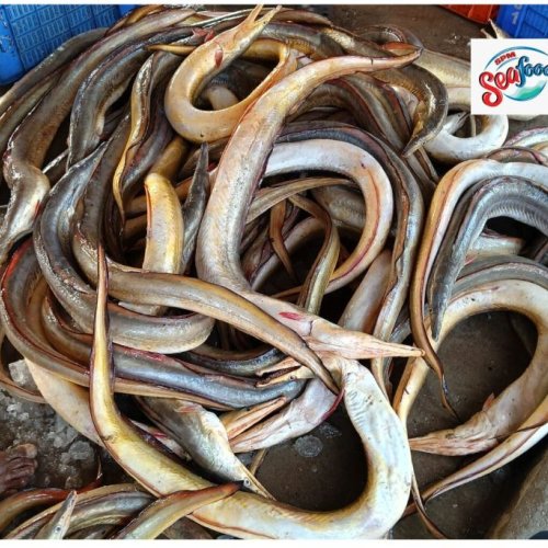 Fresh Eel Fish