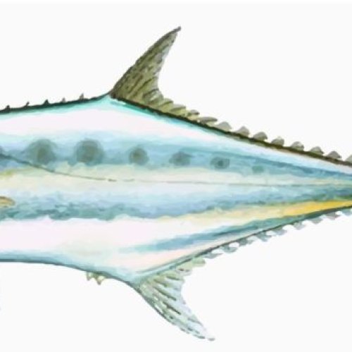 Fresh Leather Skin Fish