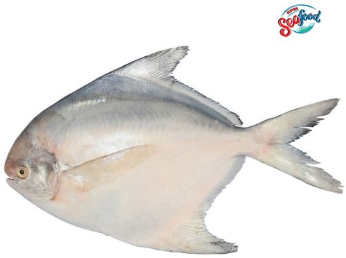 Fresh White Pomfret Fish