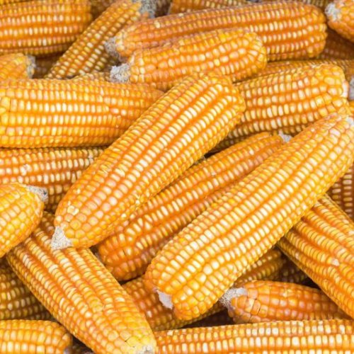 Indian Yellow Dent Corn